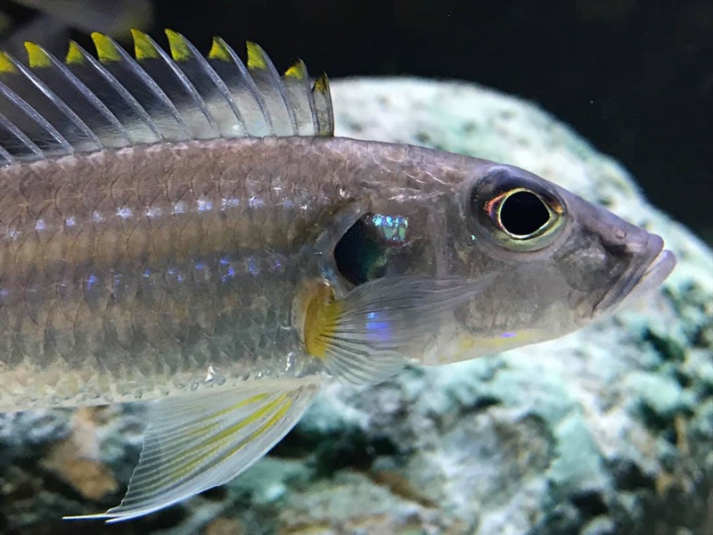 Reganochromis calliurus 'Chituta Bay'
